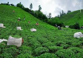 قیمت عمده چای قهوه خانه ای درجه سه